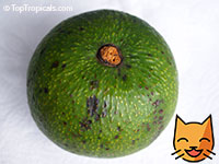 Persea americana - Avocado Marcus Pumpkin, Grafted

Click to see full-size image