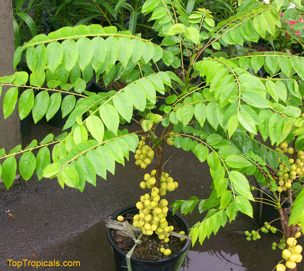 Phyllanthus acidus - Amlak, Otaheite Gooseberry in a pot