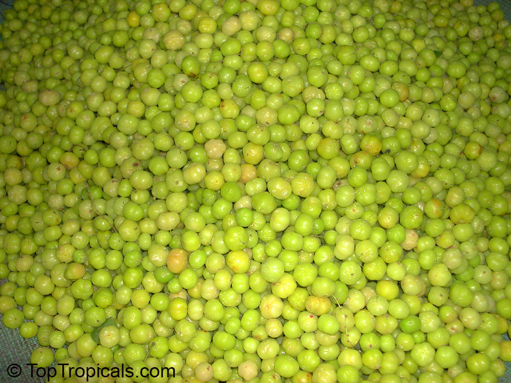 Phyllanthus acidus - Amlak, Otaheite Gooseberry, lot of loose fruit