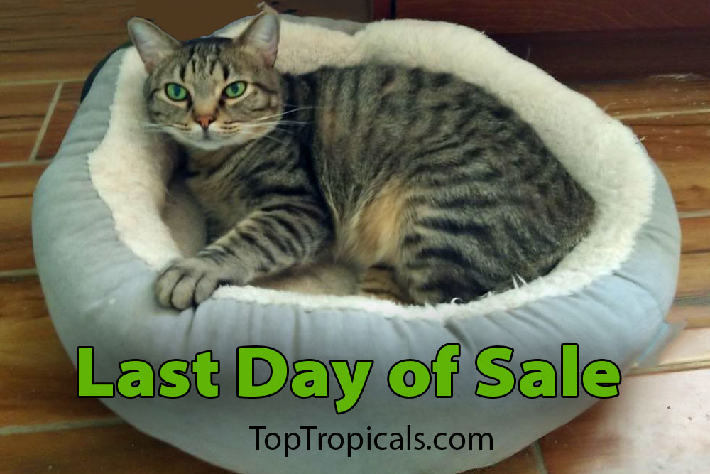 Serge Cat Last Day Sale
