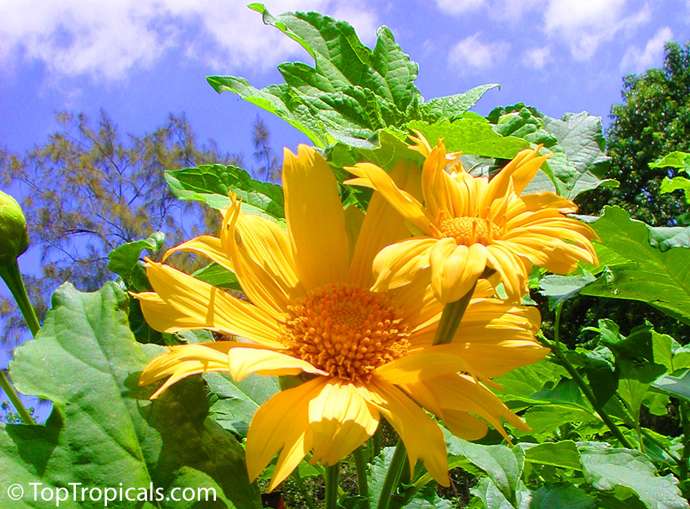 Tithonia - Sunflower Tree