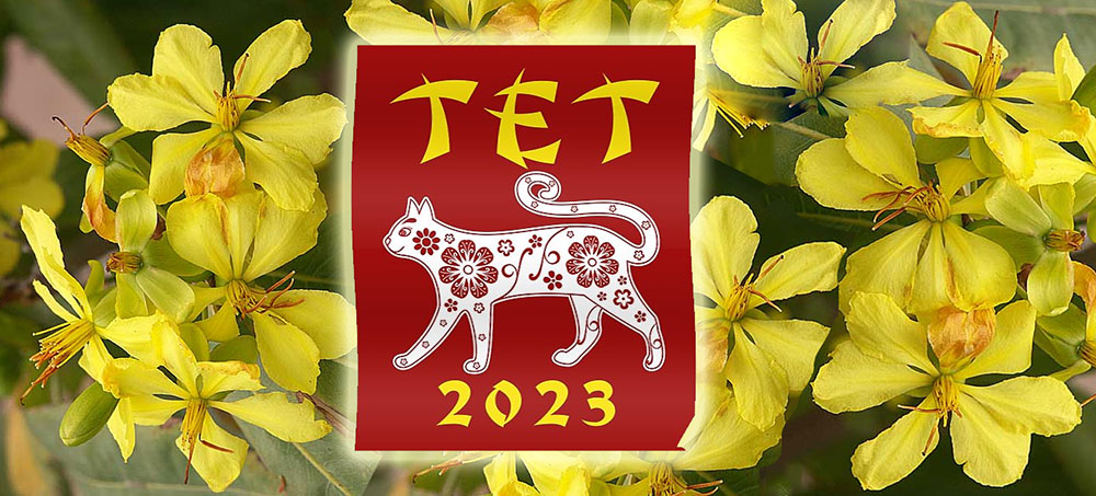 Vietnamese New Year Tet Cat 2023