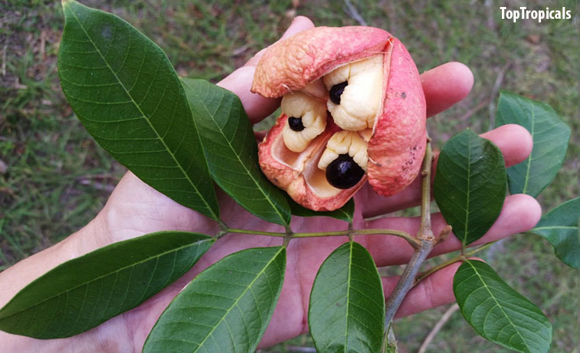 Akee fruit in a hand