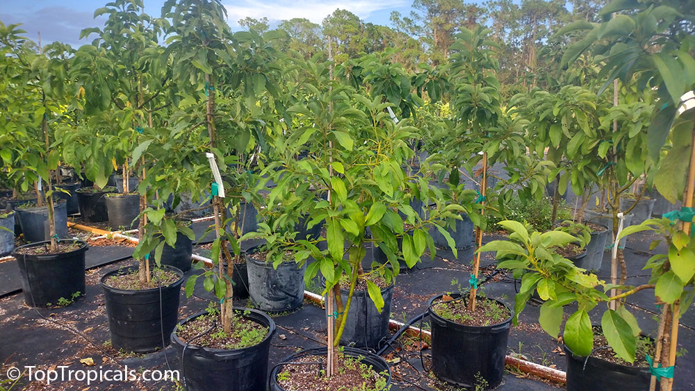 Avocado trees in 15 gal pots