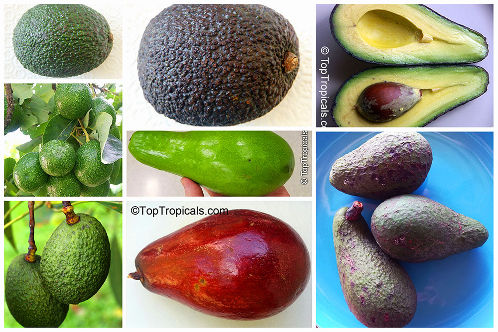 Avocado collage