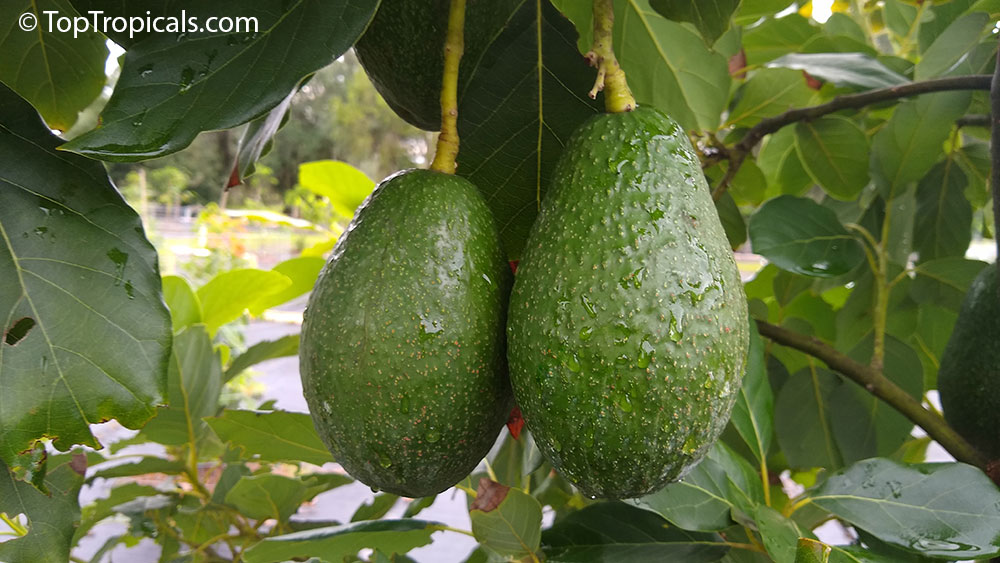 Avocado branch with fruit