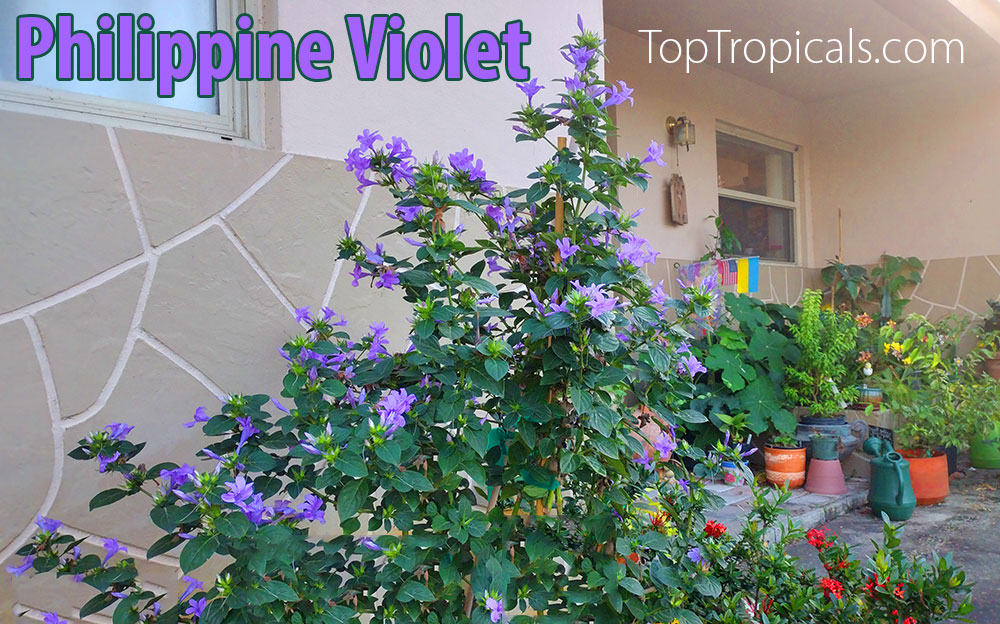 Barleria cristata - Philippine violet