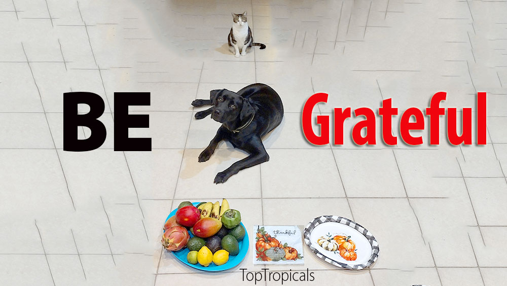 Be thankful cat and dog with fruit