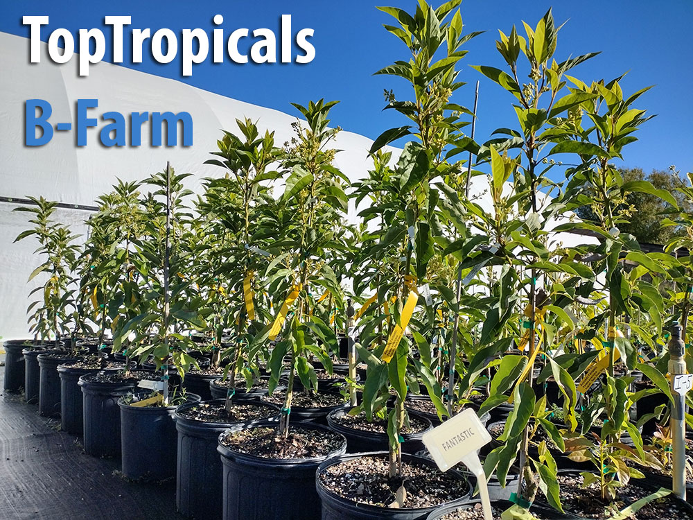 Top Tropicals B-Farm