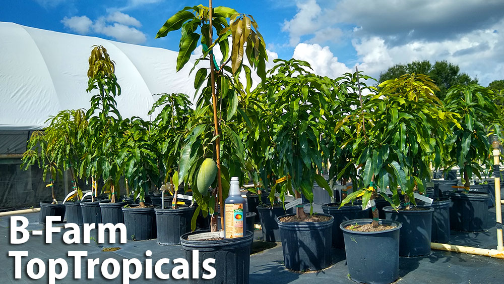 Mango trees at Top Tropicals B-Farm