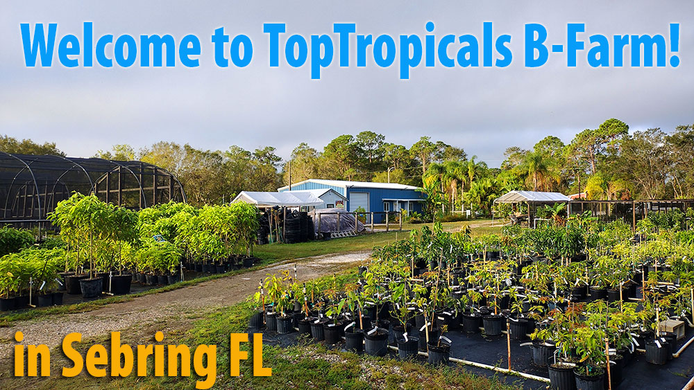 Welcome to Top Tropicals B-Farm