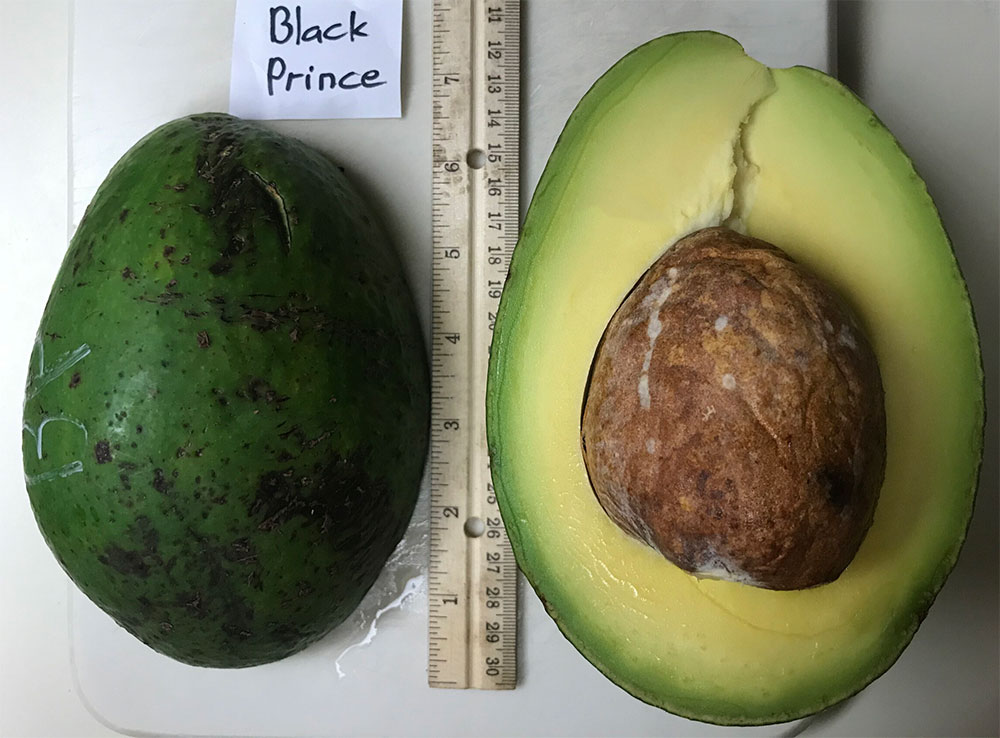 Avocado Black Prince