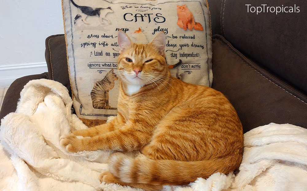 Bob orange cat on a couch with a cat pillow