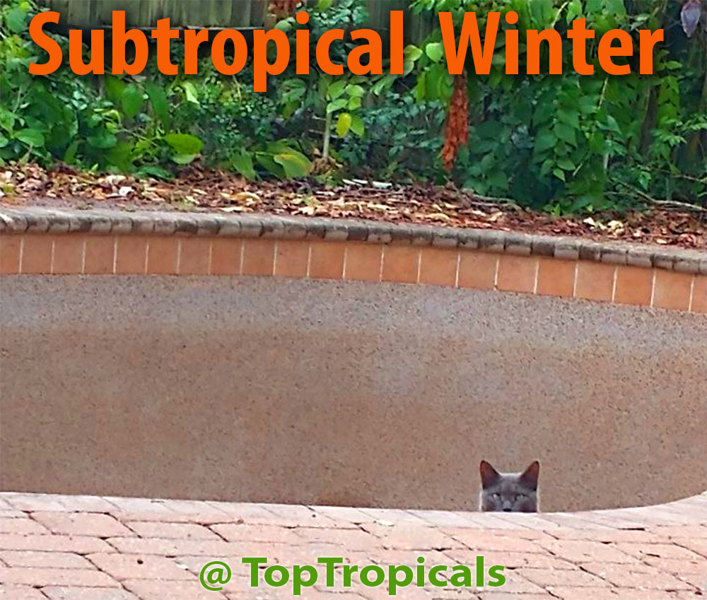 Subtropical winter cat in a pool