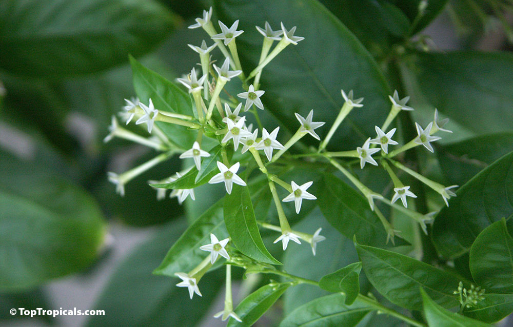 Jasminum nitidum (illicifolium) - Star Jasmine