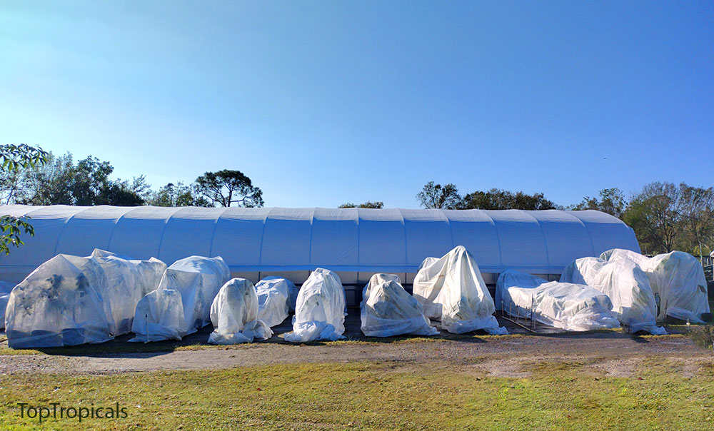 greenhouse and cold protection covers on tropical plants