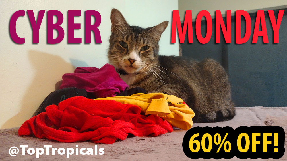 Cyber Monday Cat with colors