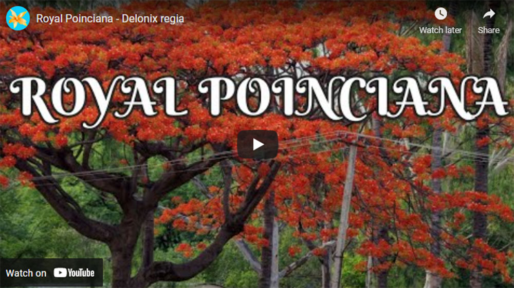 Royal Poinciana. The most spectacular tropical flowering trees.