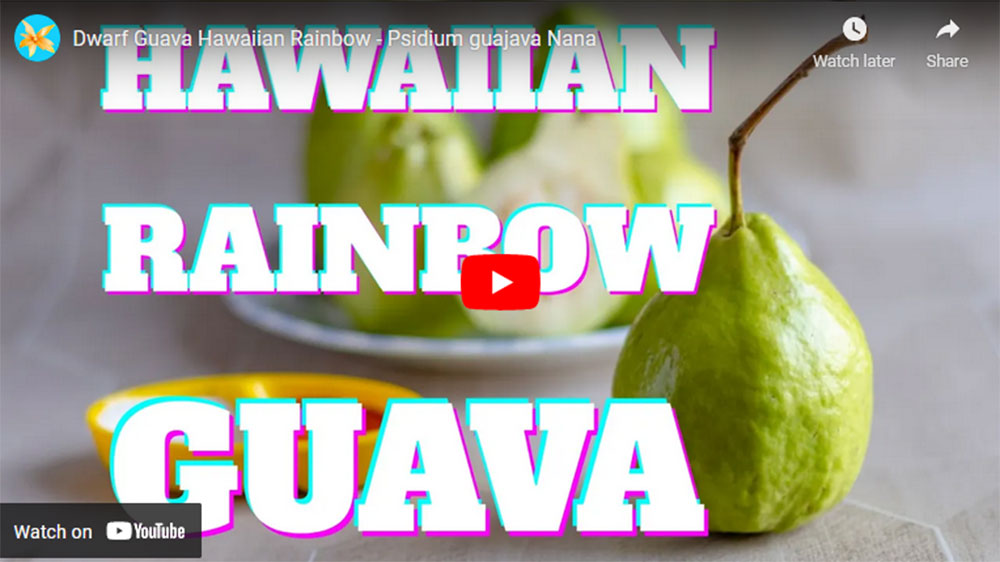 Dwarf rainbow guava video