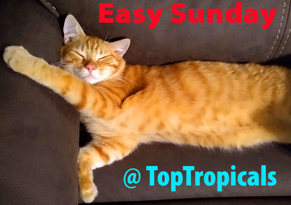 Easy Sunday Orange Cat