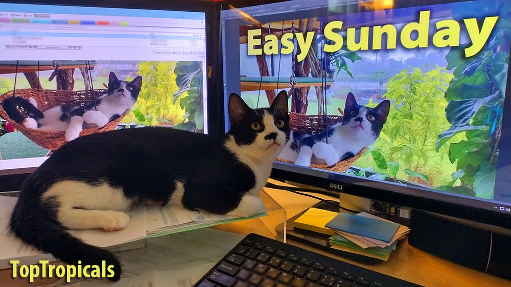Easy Sunday Morning Deal - cat in hammock with monitors