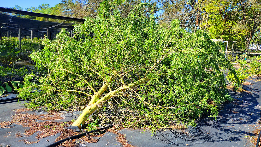 fallen tree