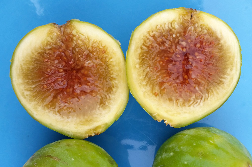 Fig tree fruits