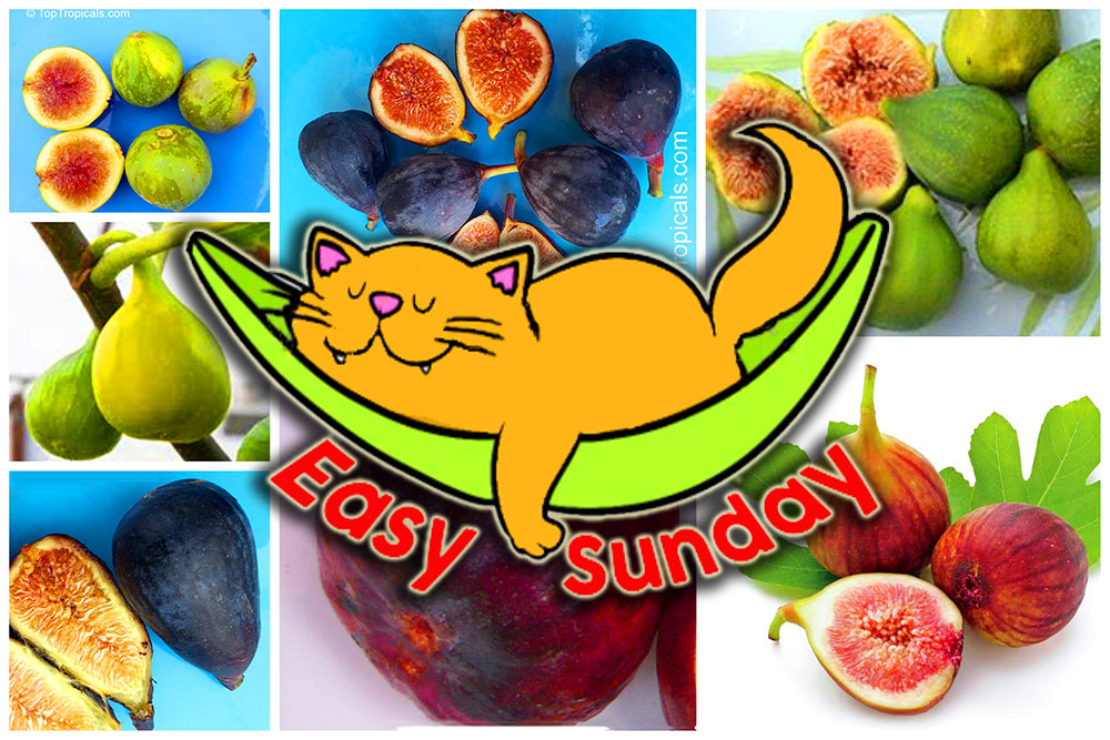 Fig tree fruits and cat