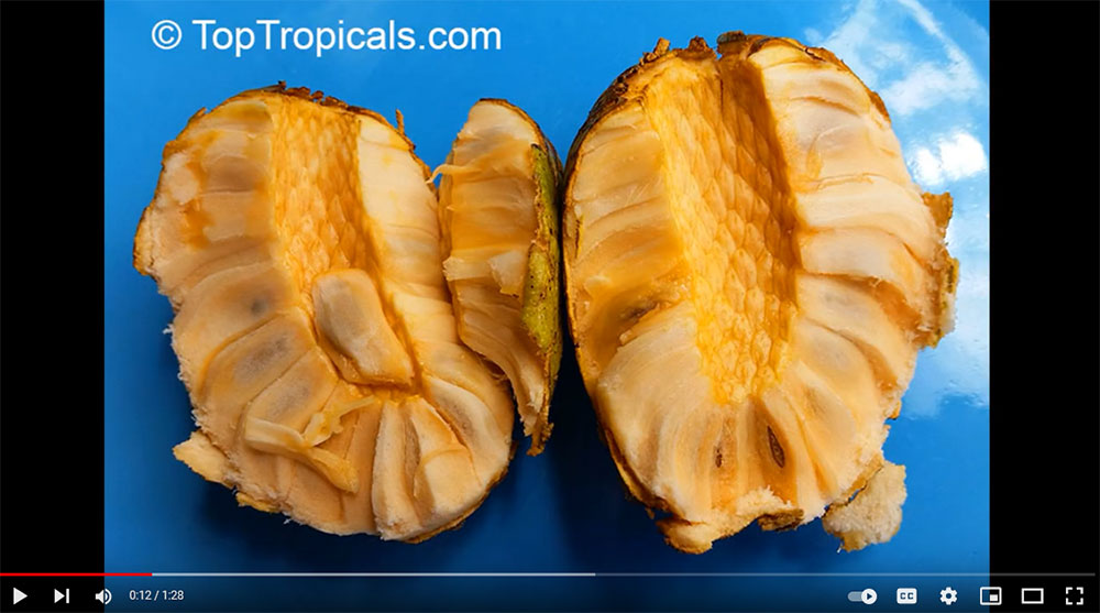 Golden Sugar Apple - Pineapple Annona  video