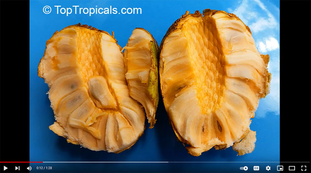 Annona - Golden Sugar Apple youtube video