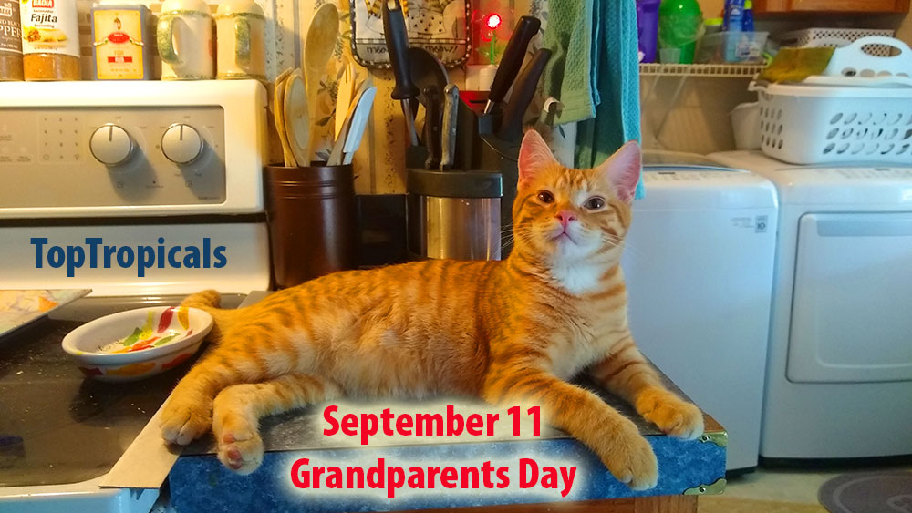 Orange Cat on Grandparents Day