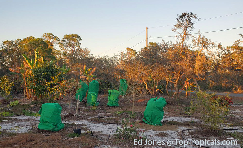 Covering plants during cold night