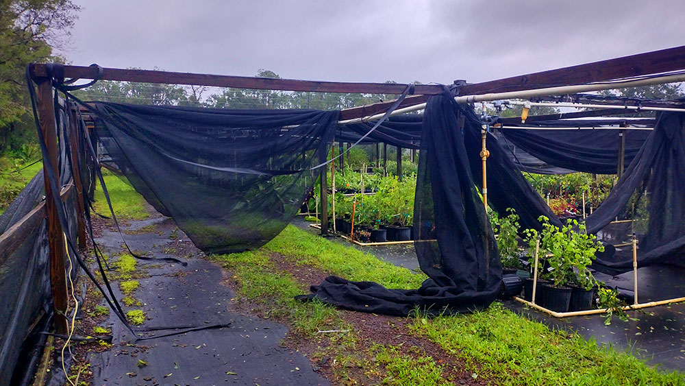 fallen greenhouse