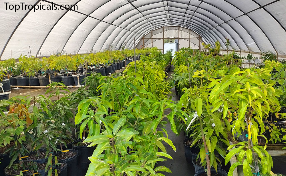 greenhouse with tropical plants