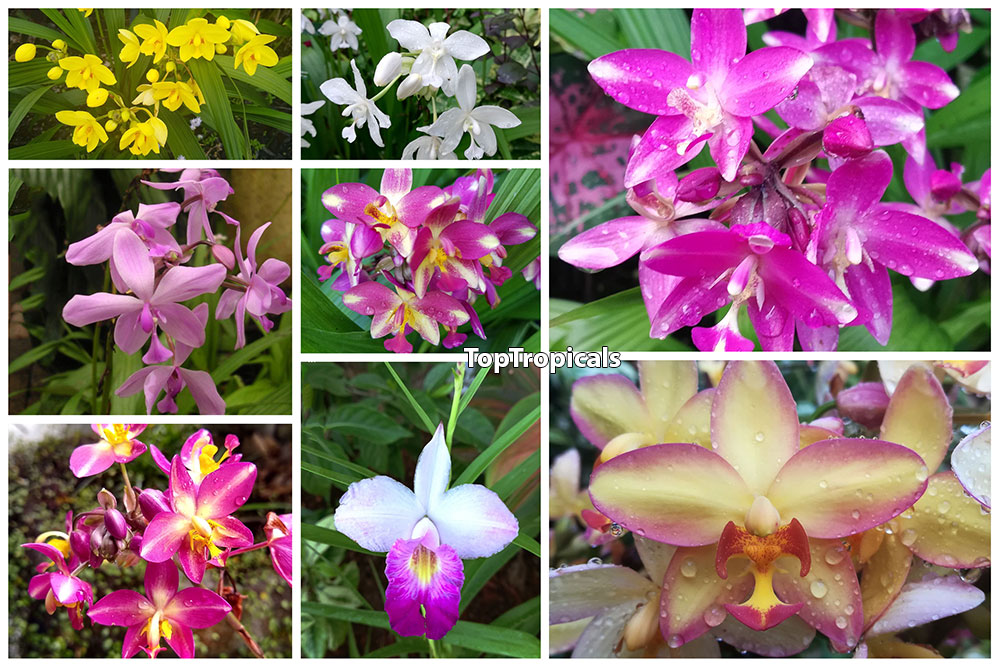 Ground Orchids for every Home, 10% off 3 days only Top Tropicals Blog