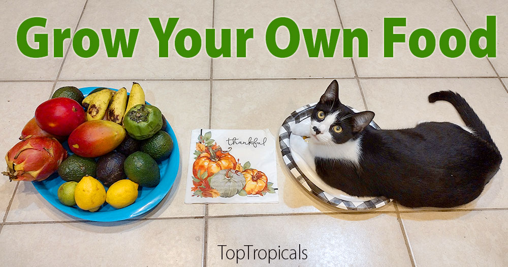 Grow your own food cat with a tray of fruit