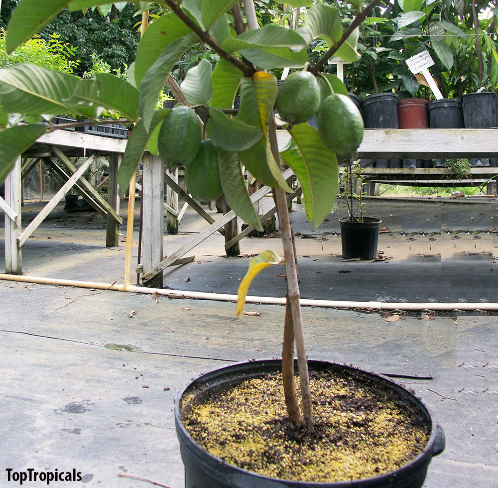 Guava tree fruiting in container
