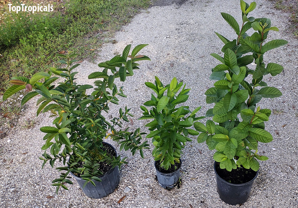 Guava trees in pots