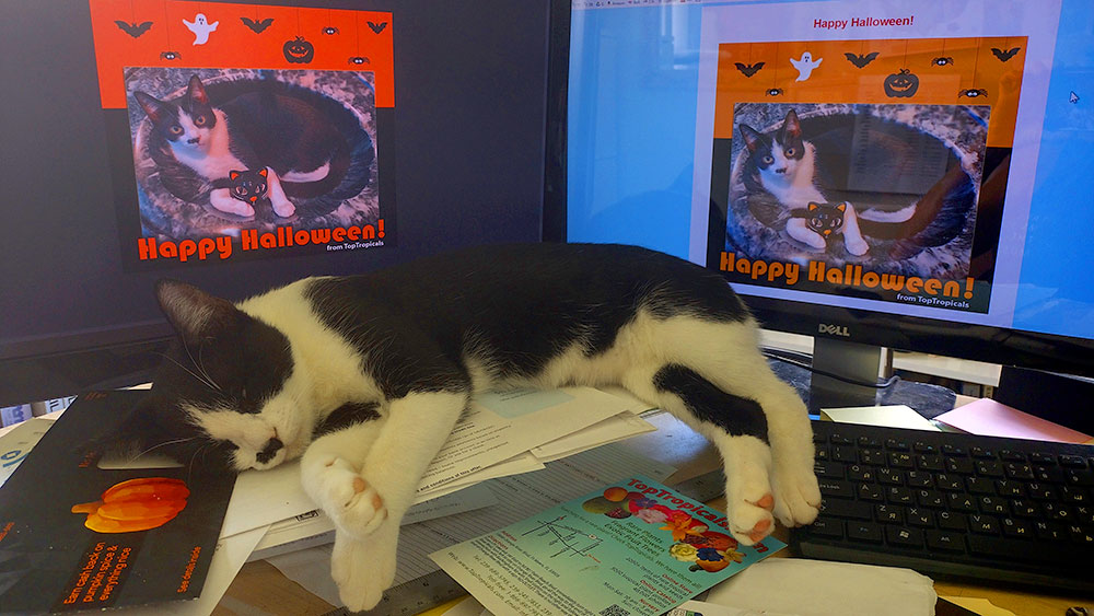 Halloween Cat with monitors