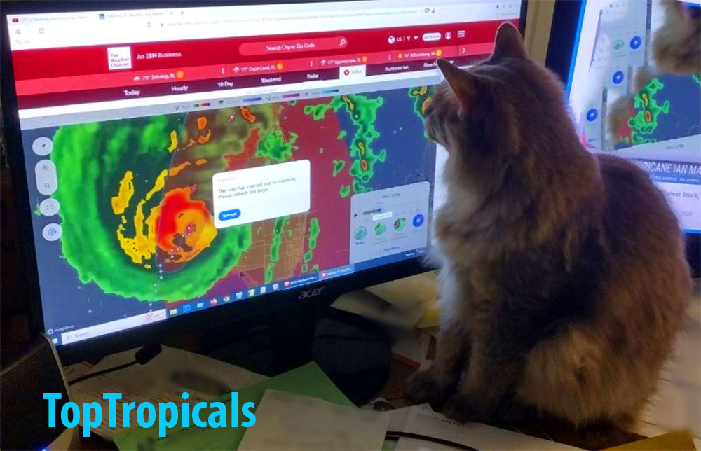 Cat watching Hurricane Ian