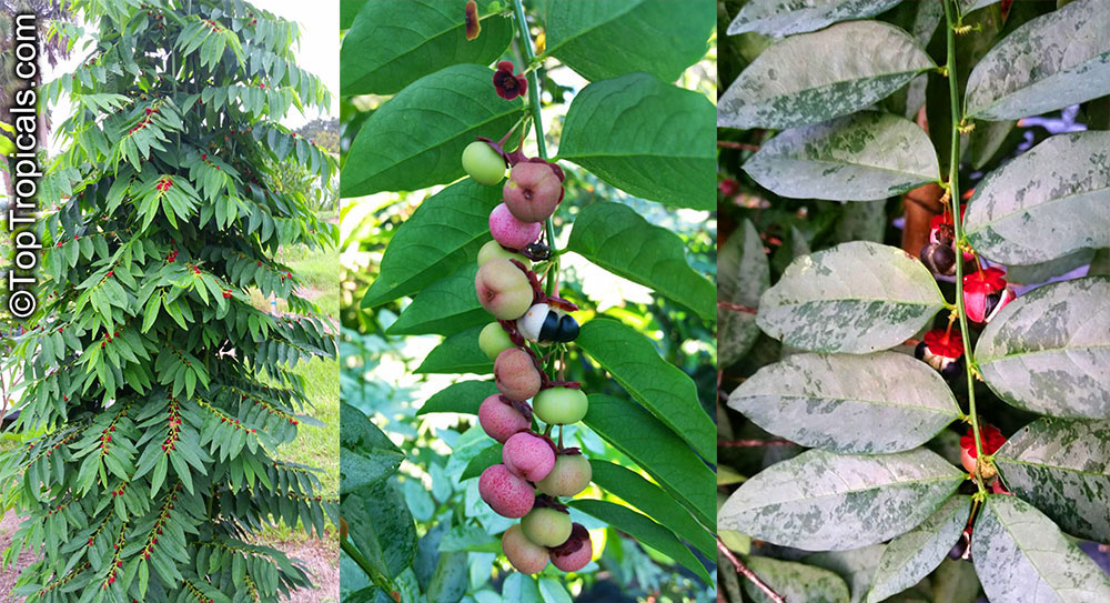 Sauropus androgynous - Tropical Asparagus, Katuk. Leaves and fruit