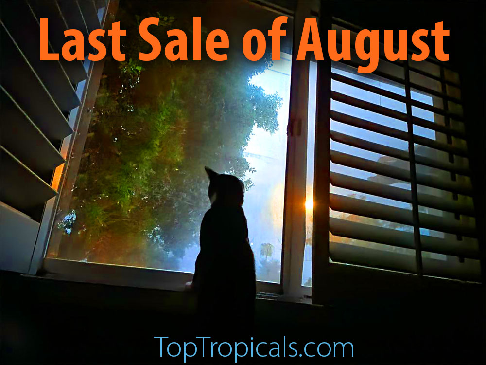 Last Sale of August