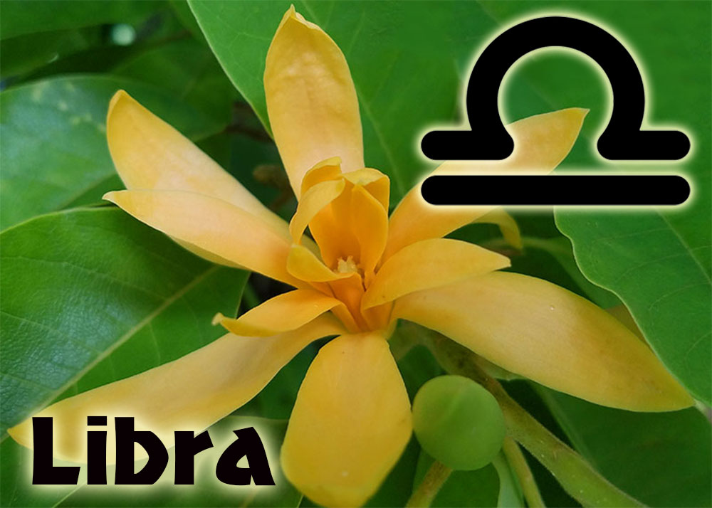 Magnolia - Libra lucky Zodiac plant