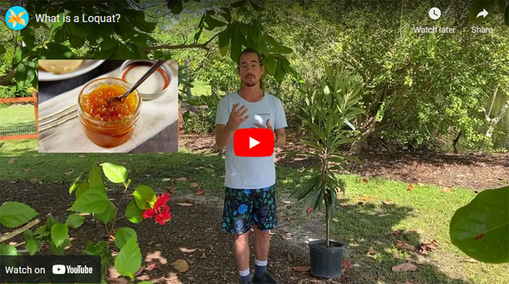 Loquat video