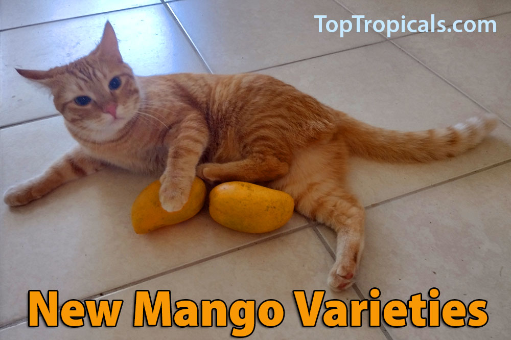 Mango varieties