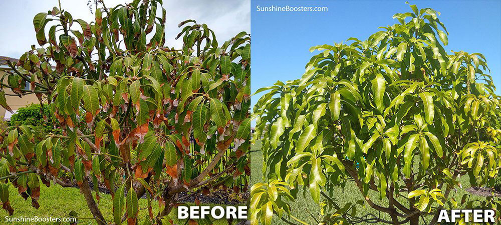 Mango leaves before and after Sunshine Boosters application