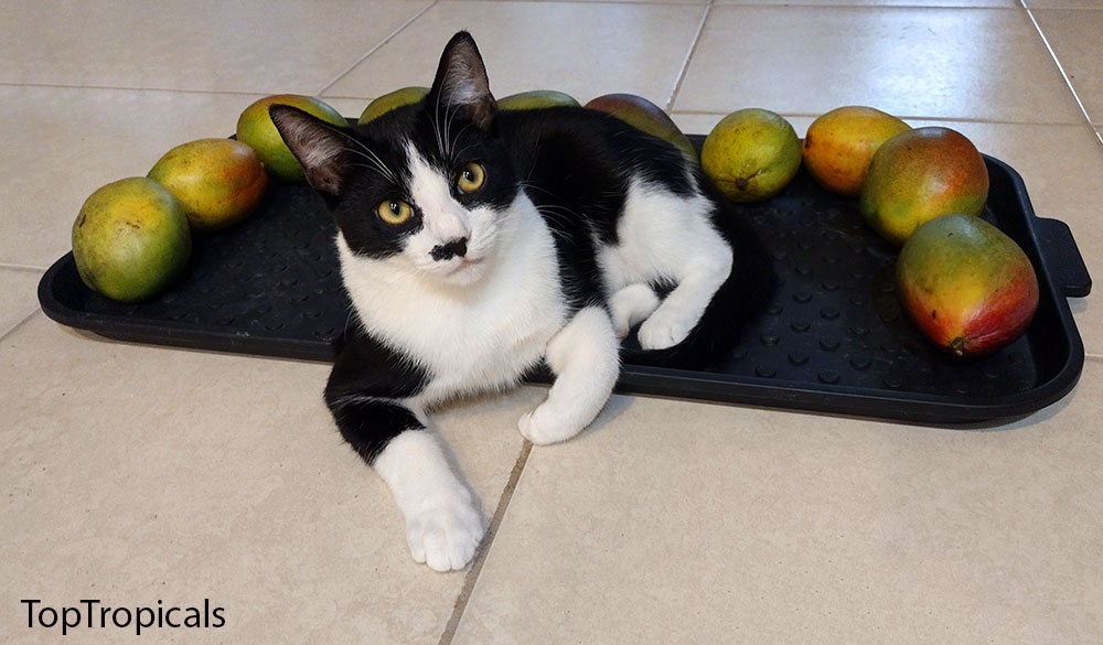 Cat with mango on a tray