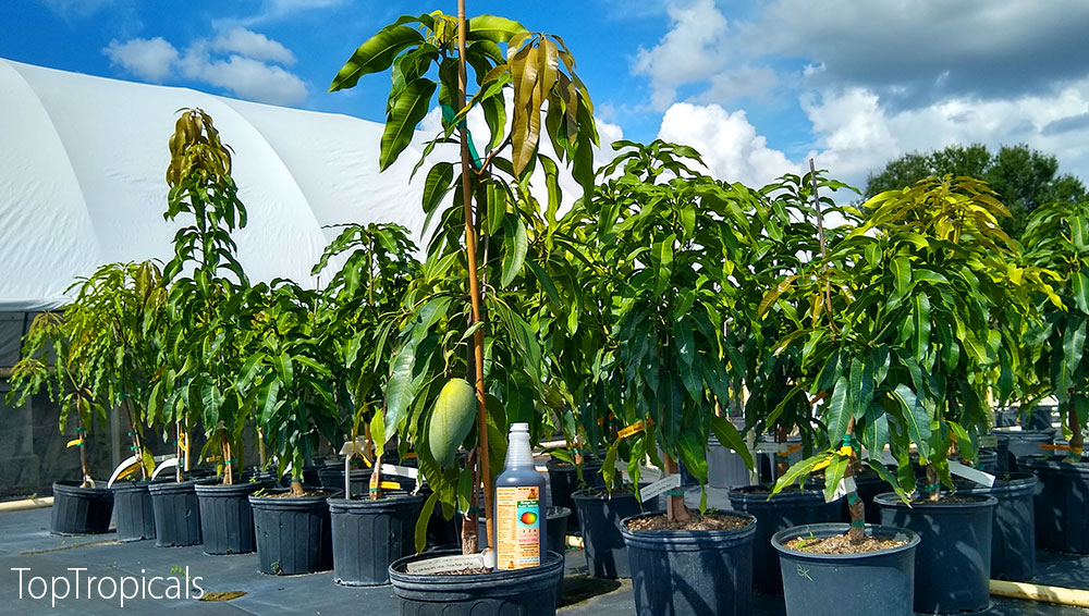 Mango trees fruiting in containers