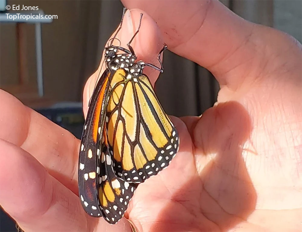Monarch butterfly on the hand