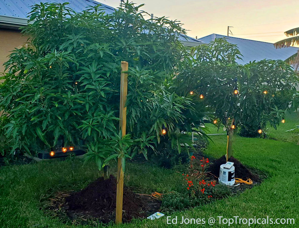 Mulching mango trunks and using Christmas lights for cold protection